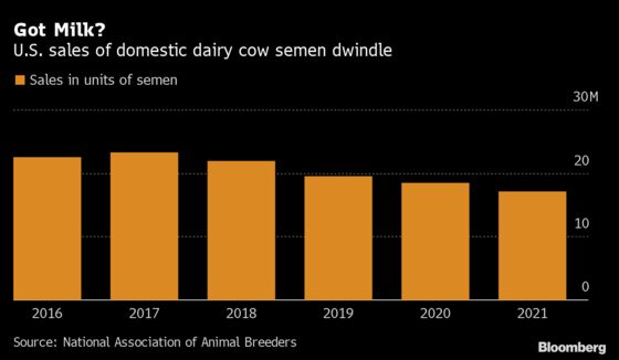 The Latest Sign of Dairy Inflation Is Tanking Sales of Semen - Dairy News 7X7