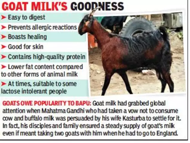 Gujarat goats go global with its milk - Dairy News 7X7