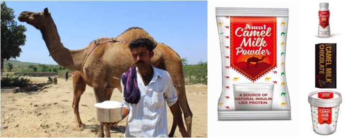 Amul launches camel milk ice-cream, milk powder - Dairy News 7X7