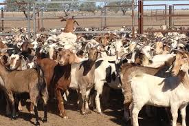 Gujarat goats go global with its milk - Dairy News 7X7