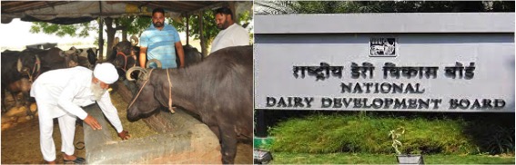 NDDB will give financial and technical support to dairy farmers in Punjab - Dairy News 7X7