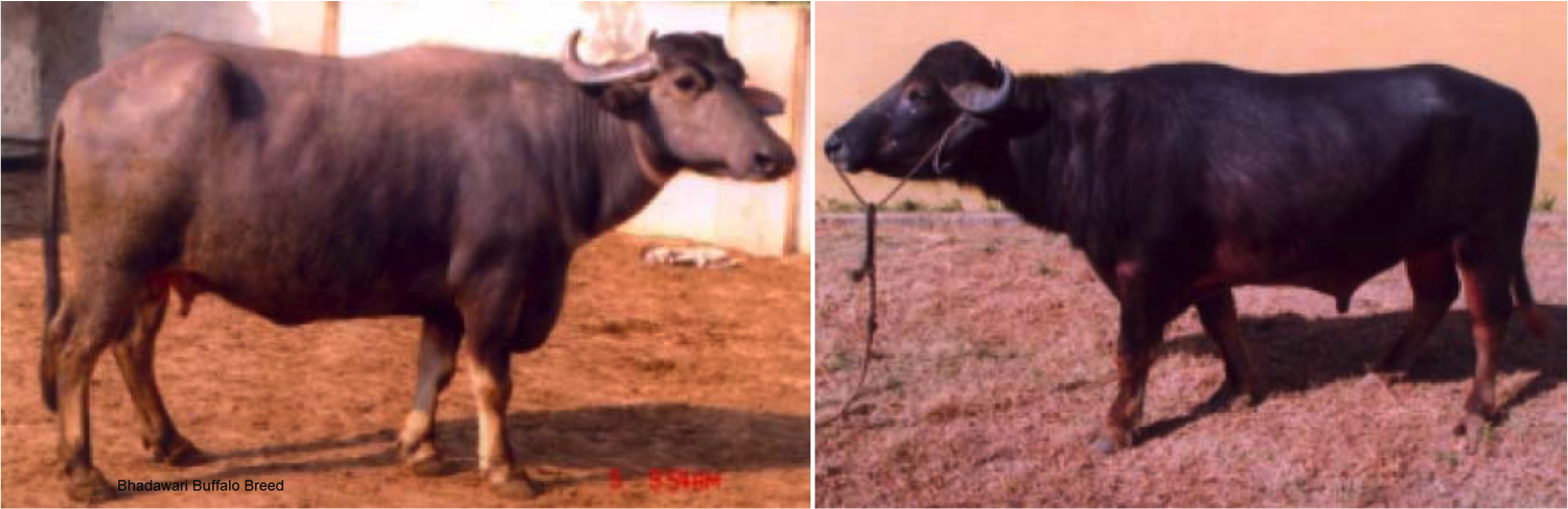 The Fat queen Bhadawari Buffaloes are steadily on decline - Dairy News 7X7