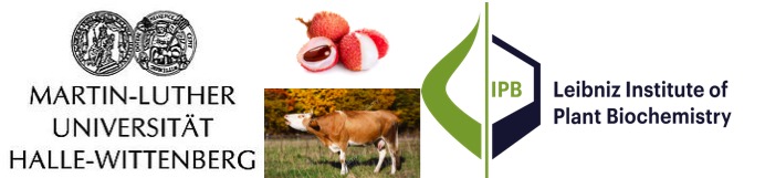 Cows pass on Hypoglycin A toxin found in Lychee and maple tree to milk - Dairy News 7X7