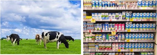 The Dutch dairy industry: Country profile on dairy sector - Dairy News 7X7