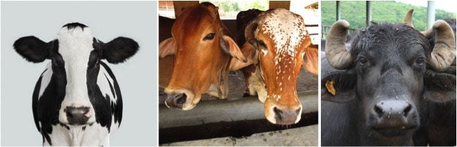 Exotic cows,desi cows and buffaloes grew by 26%,10% and 1 % in 2020 livestock census - Dairy News 7X7