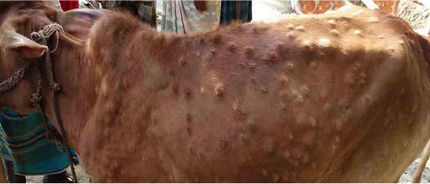 Lumpy skin disease Spreaded its wings over a dozen states - Dairy News 7X7