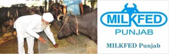 ‘Milkfed’ strengthens Punjab’s dairy sector with over 6,474 societies - Dairy News 7X7