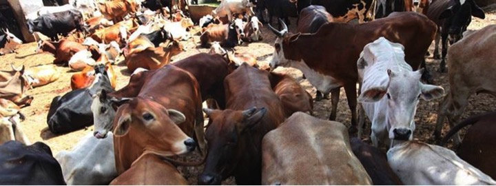 Check monitoring of environmental norms by dairies : NGT directs CPCB - Dairy News 7X7