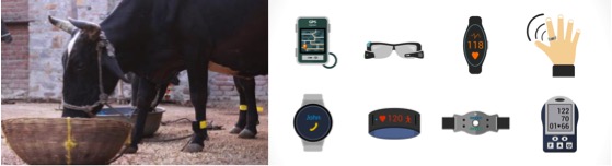 Stellapps created a step counter for cows in 100 B USD wearables market - Dairy News 7X7
