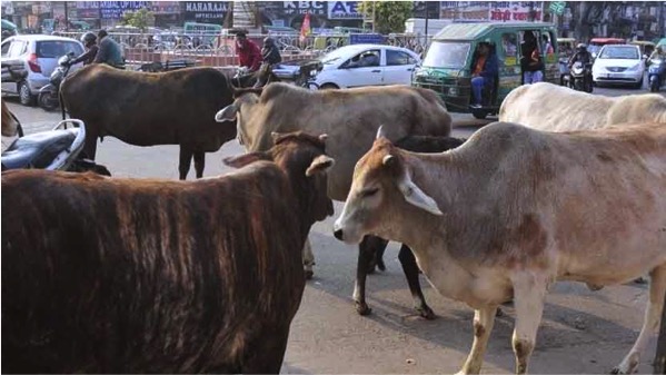 Unproductive cattle abandoned in scores in Hyderabad and around - Dairy News 7X7