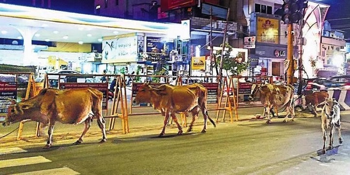 Stray cattle menace , your dairy hurdles on Chennai roads - Dairy News 7X7