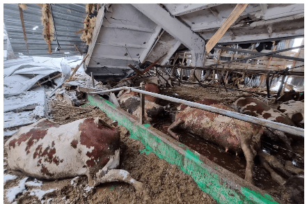 Ukrainian dairy farmers risk their lives keep producing milk - Dairy News 7X7