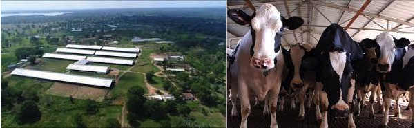 Amul Eyes Sri Lankan Livestock Farms Team for Inspection in SL - Dairy News 7X7