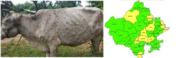 Lumpy skin disease spreads to 25,000 bovines in Rajasthan - Dairy News 7X7