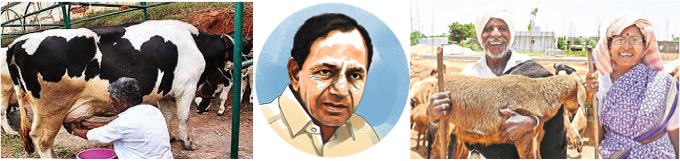 Telangana State to offer insurance to dairy farmer’s and shepherds’ livestock - Dairy News 7X7