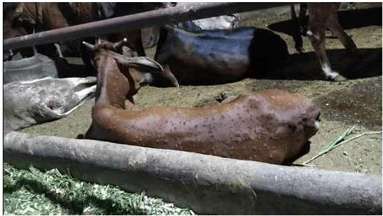 Milk output drops 15-20 pc in Punjab as lumpy skin disease affects cattle - Dairy News 7X7