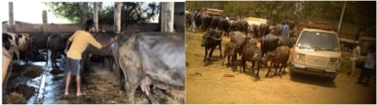 Animal Equality Investigating and Exposing Abuse to Buffaloes - Dairy News 7X7
