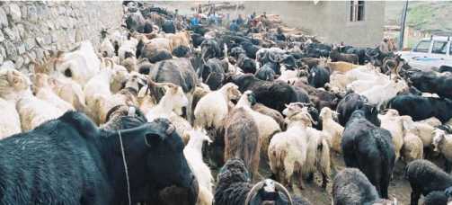 Antibiotic drugs on livestock cut carbon in soil and affect climate - Dairy News 7X7