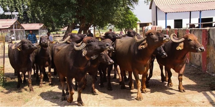 bhadawari buffalo rearing dairynews7x7