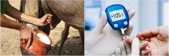 Camel milk–derived bioactive peptides and diabetes - Dairy News 7X7