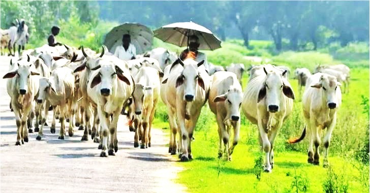 cow emission in India dairynews7x7