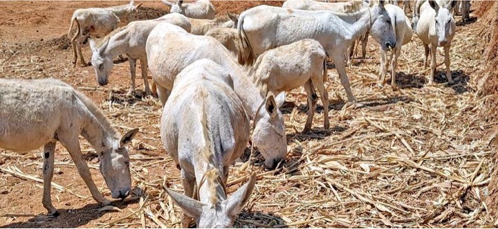 Tapping the nascent market for donkey milk - Dairy News 7X7