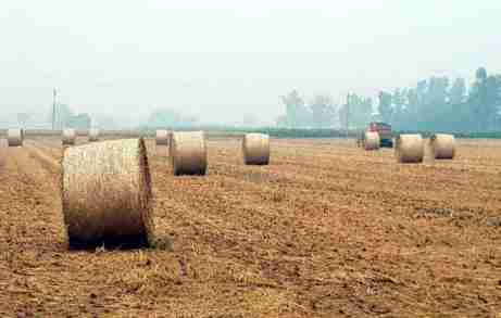 Farmers, dairy owners wary of steep hike in fodder prices - Dairy News 7X7