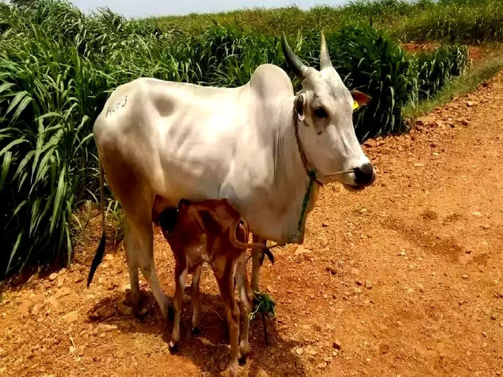 New Project to Increase Production Capacity of Kangayam Cows - Dairy News 7X7