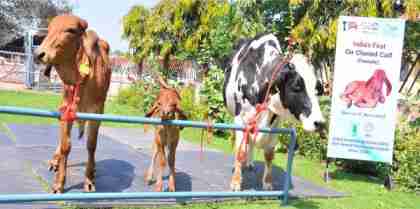 NDRI-Karnal Produces India’s First Cloned Gir Calf - Dairy News 7X7