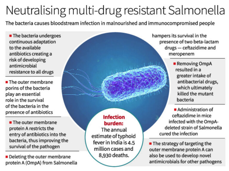 A new target found to combat AMR Salmonella affecting humans and cattle - Dairy News 7X7