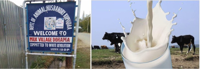 Kupwara’s Only Milk Plant Faces Closure Over Unsettled Payments - Dairy News 7X7