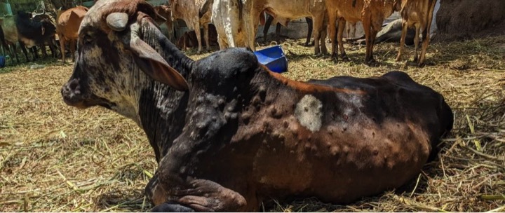 Gujarat starts vaccinating cattle against dreaded Lumpy Skin Disease - Dairy News 7X7