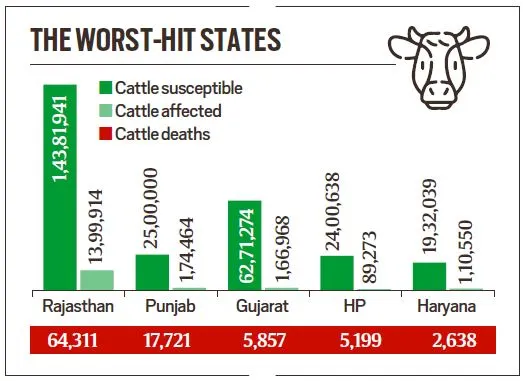 Lumpy skin disease: 1 lakh cattle deaths, toll almost double in 3 weeks - Dairy News 7X7