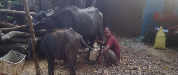 Village in Madhya Pradesh gives out dairy products free - Dairy News 7X7