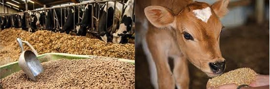 State decides to control cattle feed prices in Kerala - Dairy News 7X7