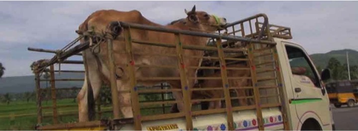 The lumpy skin disease -banning cattle transport to Mumbai - Dairy News 7X7