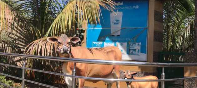 Dairy farmers not milking money in Karnataka - Dairy News 7X7