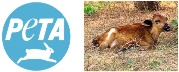 Ditch dairy to save male calves: PETA India urges people to go vegan - Dairy News 7X7
