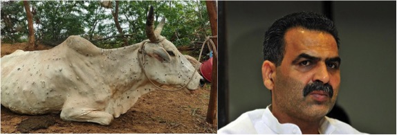 11.2-lakh cattle across 12 states in lumpy skin grip: Sanjeev Balyan - Dairy News 7X7
