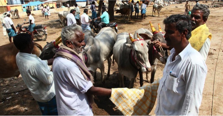 vellore cattle trade cash restrictions dairynews7x7
