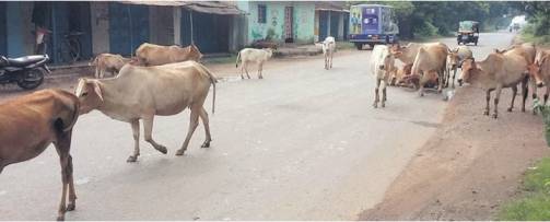 10 cattle dead, farmers fear spread of lumpy virus - Dairy News 7X7