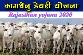 Government of Rajasthan launched Kamdhenu scheme for Hitech Desi cows farm of 30 cows - Dairy News 7X7