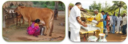 Around 30% of Milk cooperative societies in Tamil Nadu are dormant - Dairy News 7X7