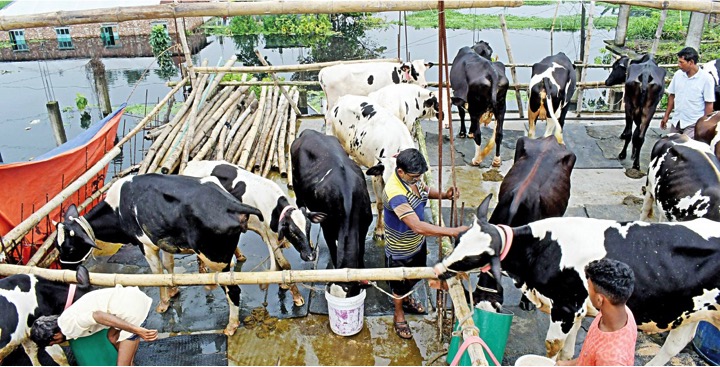 DAIRY NEWS Dairy Farmers in Bangladesh facing floods as lethal as a second wave after Covid: - Dairy News 7X7