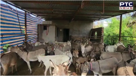 donkey milk farm gujarat dairynews7x7