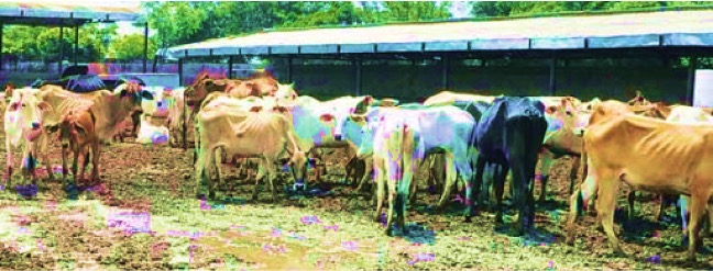NGT brings Guashalas and dairy farms under Pollution control Board mandate - Dairy News 7X7