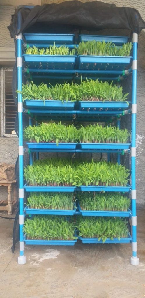 Kambala, mini hydroponics: A green fodder-mitra for small farmers - Dairy News 7X7