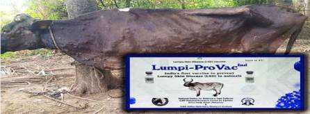 MoU Signed to Commercialise -Developed ‘Lumpi-ProVac’ Vaccine - Dairy News 7X7
