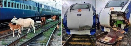 Indian Railways to build boundary walls to prevent cattle being run over - Dairy News 7X7