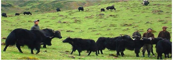 Himalayan yak gets food animal tag; milk and meat to be used - Dairy News 7X7
